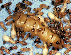 Subterranean Termite