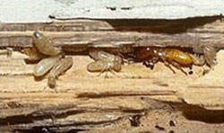 Subterranean Termite