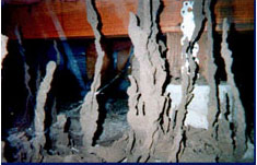 Subterranean Termite