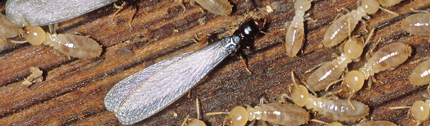 termites